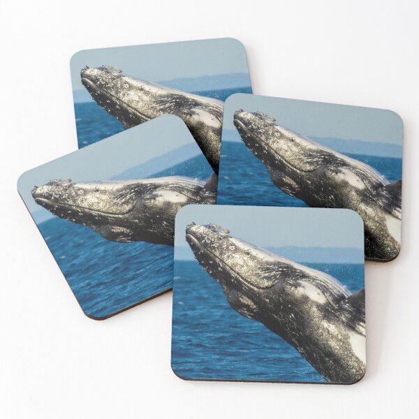 Item preview, Humpback whale breaching designed and sold by Meg Forbes.