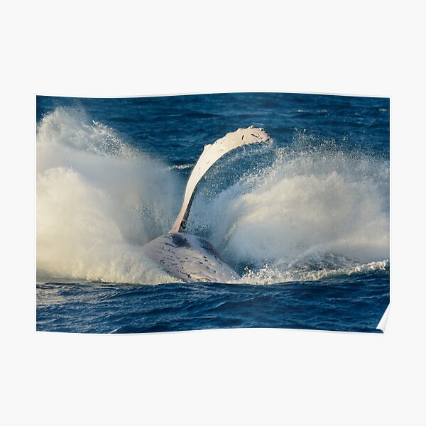 Humpback whale breaching Poster