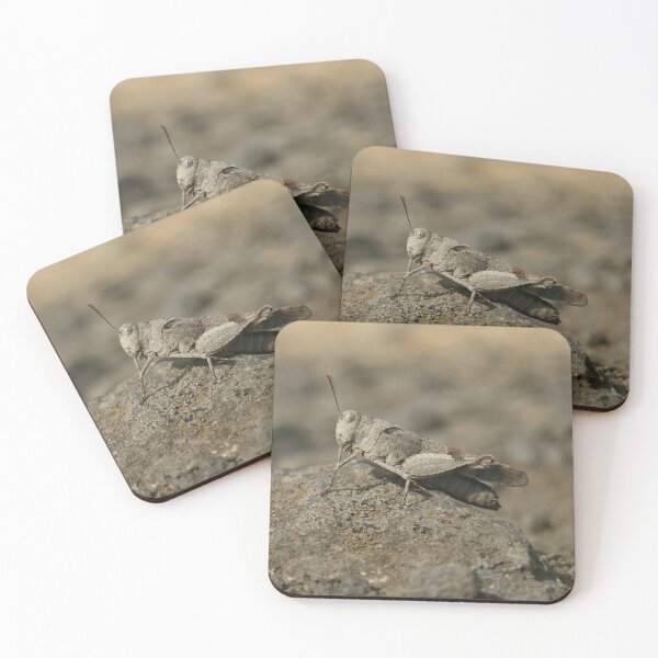 Item preview, Blue-winged Badlands Cricket designed and sold by NW-Photo-Art.