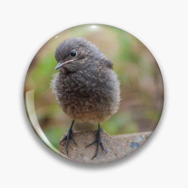 Item preview, Black Redstart Birdling  designed and sold by Monika Hylmarová.