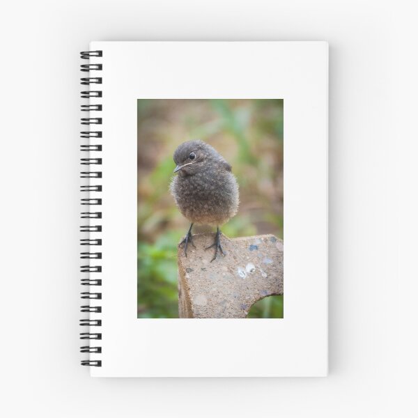 Item preview, Black Redstart Birdling  designed and sold by Monika Hylmarová.