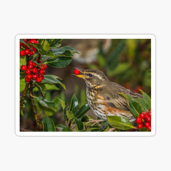 Item preview, Redwing designed and sold by MikeSquires.