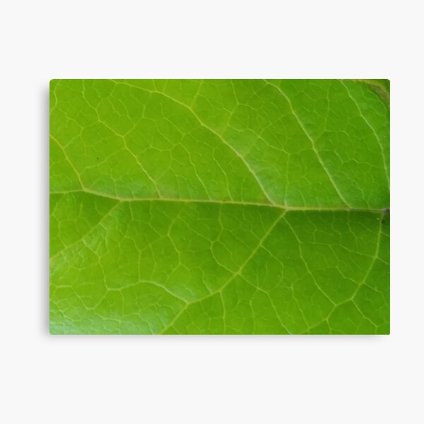Item preview, Salal designed and sold by apptreasures.
