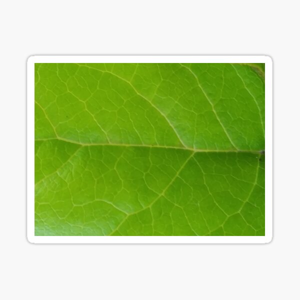 Item preview, Salal designed and sold by apptreasures.