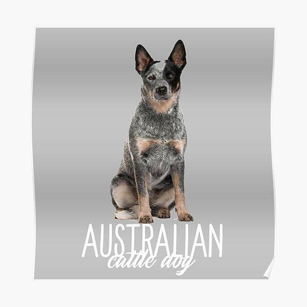 australian cattle dog lover Poster