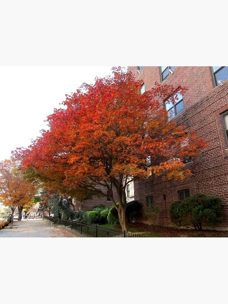 "Fall in NY 2020 Tree and Leaves 1" Poster by LedaMaria Redbubble