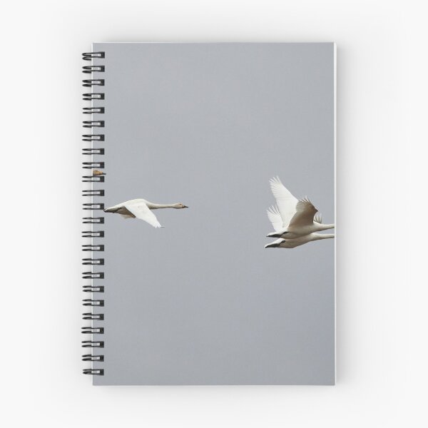 Item preview, The Little cousin. Tundra swan and Whooper swans designed and sold by Jouko Lehto Photography.