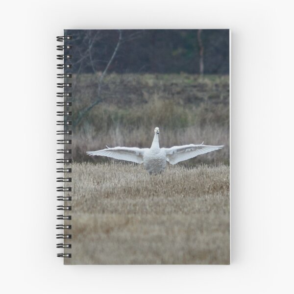 Item preview, The gray day and little showing. Tundra swan and Whooper swans designed and sold by Jouko Lehto Photography.