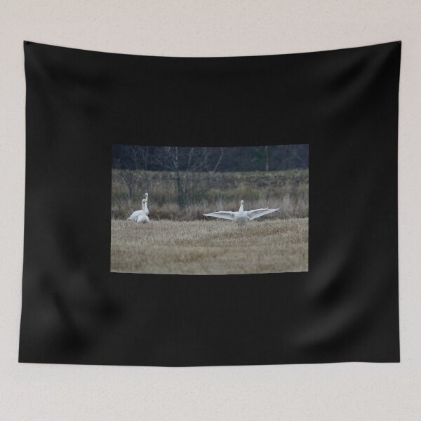 Item preview, The gray day and little showing. Tundra swan and Whooper swans designed and sold by Jouko Lehto Photography.