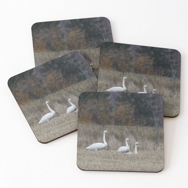 Item preview, Two to one size. Tundra swan and Whooper swans designed and sold by Jouko Lehto Photography.