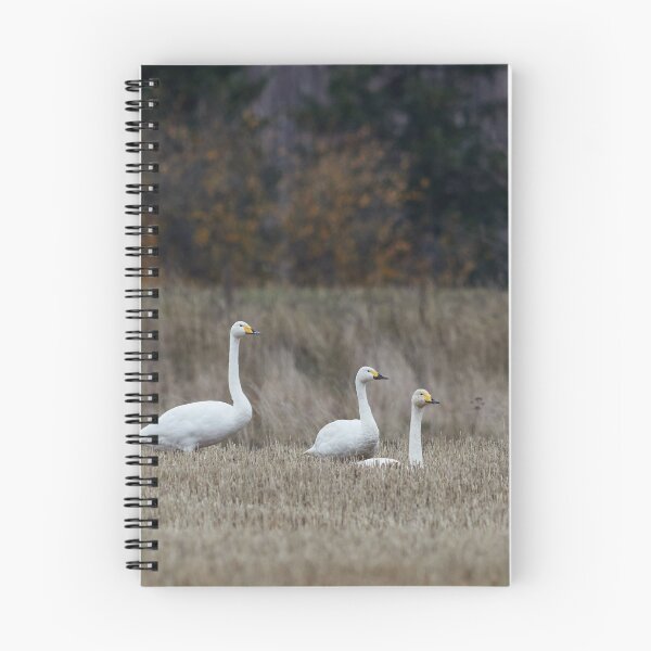 Item preview, Two to one size. Tundra swan and Whooper swans designed and sold by Jouko Lehto Photography.