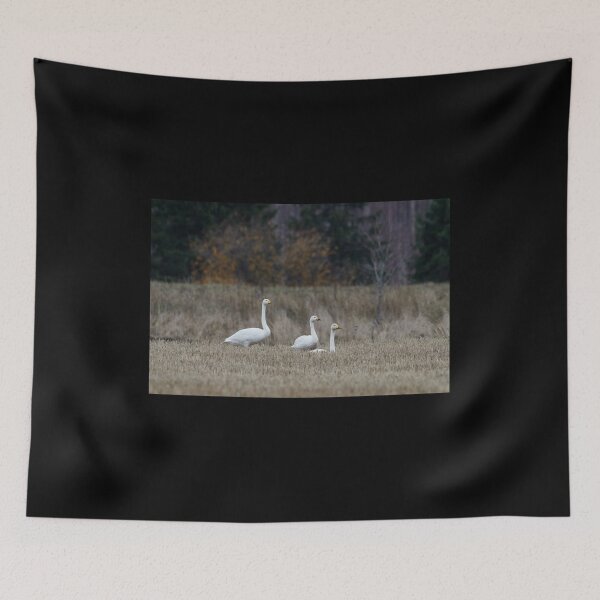 Item preview, Two to one size. Tundra swan and Whooper swans designed and sold by Jouko Lehto Photography.