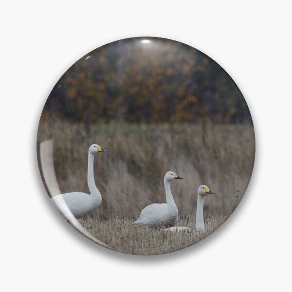 Item preview, Two to one size. Tundra swan and Whooper swans designed and sold by Jouko Lehto Photography.