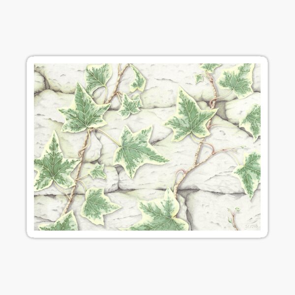 Ivy on a Dry Stone Wall Sticker