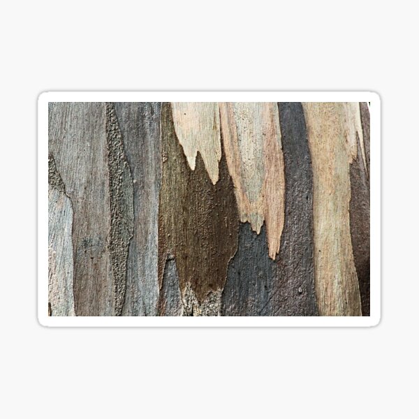 Eucalyptus Tree Bark and Wood Abstract Natural Texture 31 Sticker