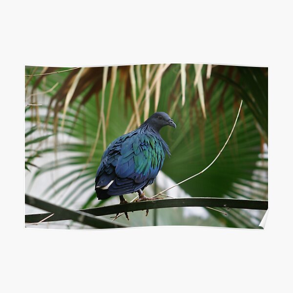 Nicobar Pigeon Poster