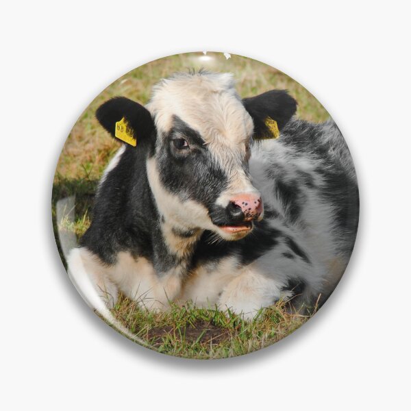 Item preview, Calves designed and sold by Glineur.