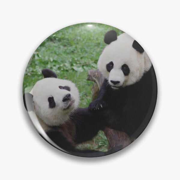 Item preview, Giant Pandas Tian Tian and Mei Xiang at the National Zoo designed and sold by Zoo and Nature Photography by Karie.