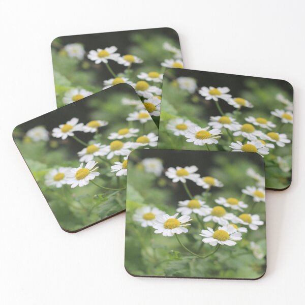 Item preview, Feverfew flowers in the urban garden designed and sold by wineandwords.