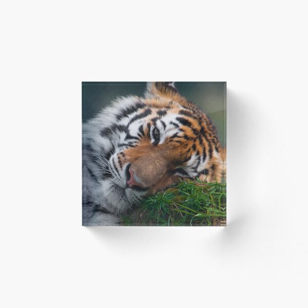 Item preview, Sleepy Siberian Tiger designed and sold by Rick Nicholas.