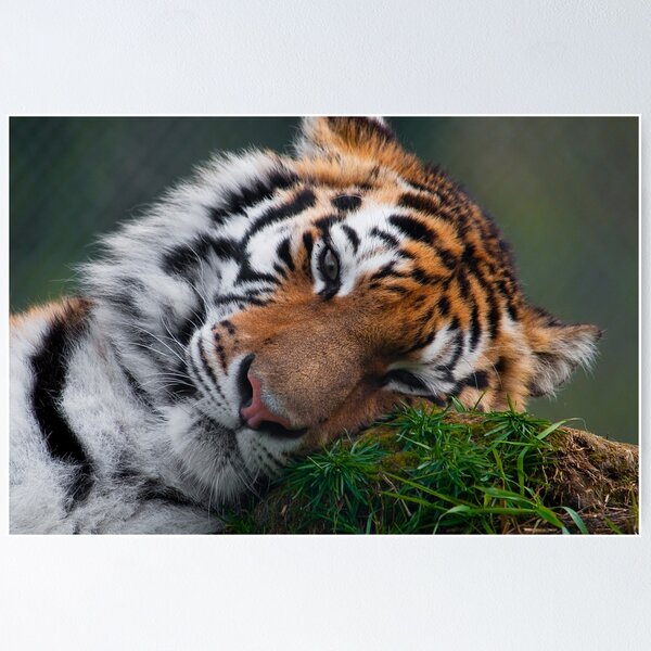 Item preview, Sleepy Siberian Tiger designed and sold by Rick Nicholas.
