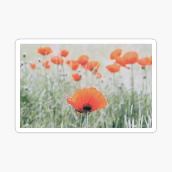 Field of Poppies Sticker