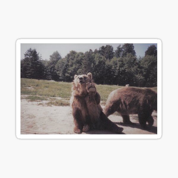 Big Brown Bear Sticker
