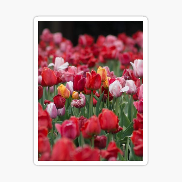 Tulips Sticker