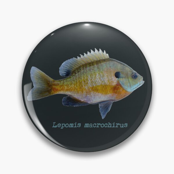 Item preview, Bluegill - Lepomis macrochirus designed and sold by MisterGroom.