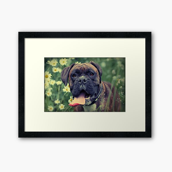 Brindle Boxer Dog Framed Art Print