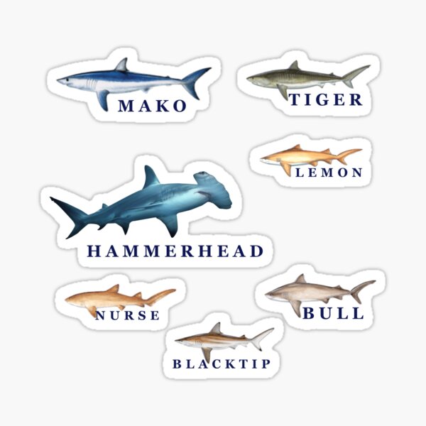 Item preview, Florida Keys Sharks designed and sold by KeysTreasures.