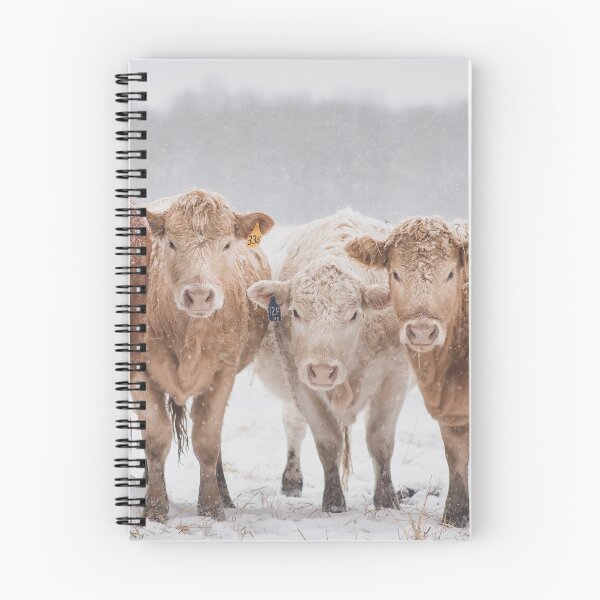 Item preview, Heifers with a curiosity designed and sold by HolsteinHeaven.