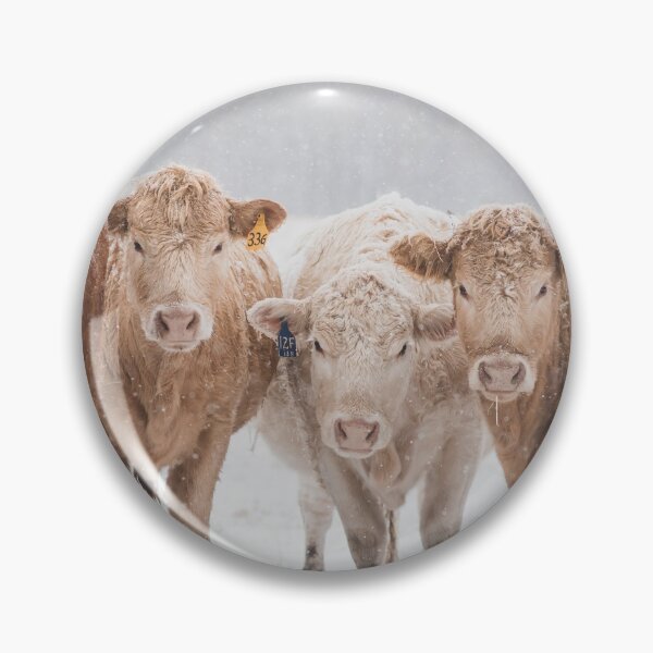 Item preview, Heifers with a curiosity designed and sold by HolsteinHeaven.