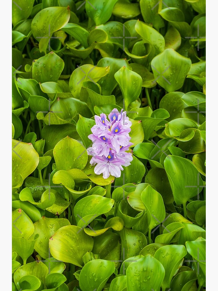 "Flowering Water Hyacinth" Poster by debbieannpowell Redbubble