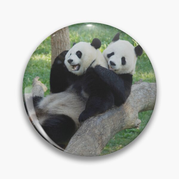 Item preview, Giant Pandas Tian Tian and Mei Xiang at the National Zoo designed and sold by Zoo and Nature Photography by Karie.