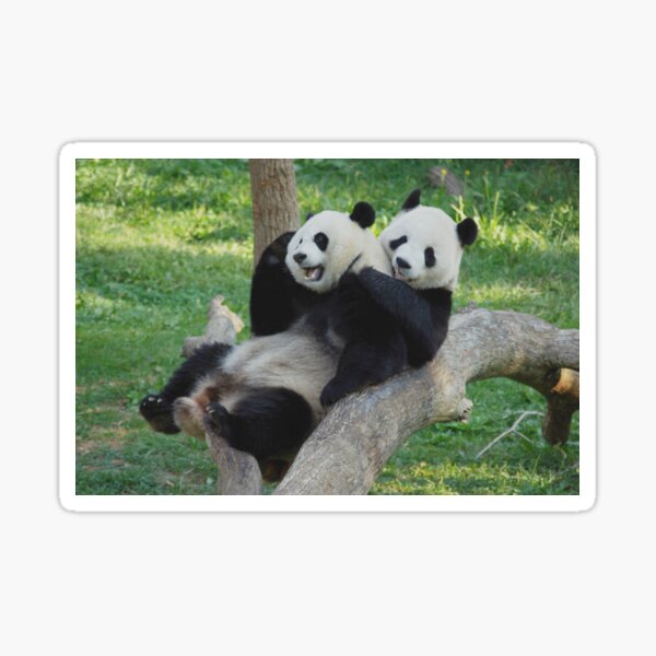Item preview, Giant Pandas Tian Tian and Mei Xiang at the National Zoo designed and sold by Zoo and Nature Photography by Karie.