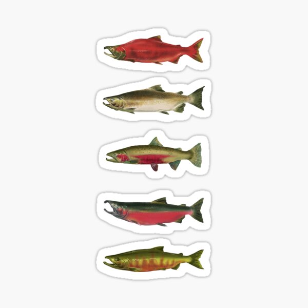 Salmon Stickers for Sale, Free US Shipping