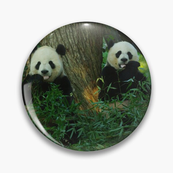 Item preview, Giant Pandas Tian Tian and Mei Xiang at the National Zoo designed and sold by Zoo and Nature Photography by Karie.