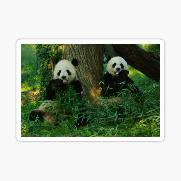 Item preview, Giant Pandas Tian Tian and Mei Xiang at the National Zoo designed and sold by Zoo and Nature Photography by Karie.