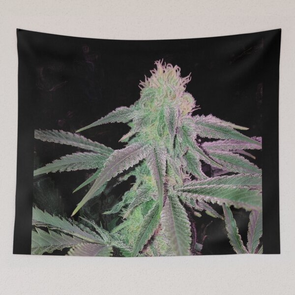 Item preview, Cannnabis Blurple LED High THC designed and sold by Canadian-Garden.