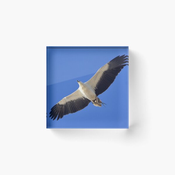 Item preview, White bellied sea eagle over Cylinder Beach designed and sold by Meg Forbes.