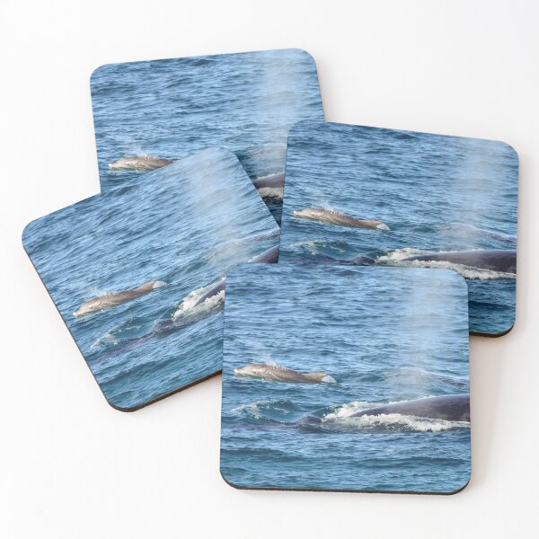 Item preview, Dolphin bowriding a humpback whale designed and sold by Meg Forbes.