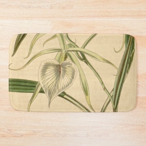 Item preview, Brassavola venosa Curtis' 69 (N.S. 16) pl. 4021 (1843) designed and sold by EsotericBotanic.