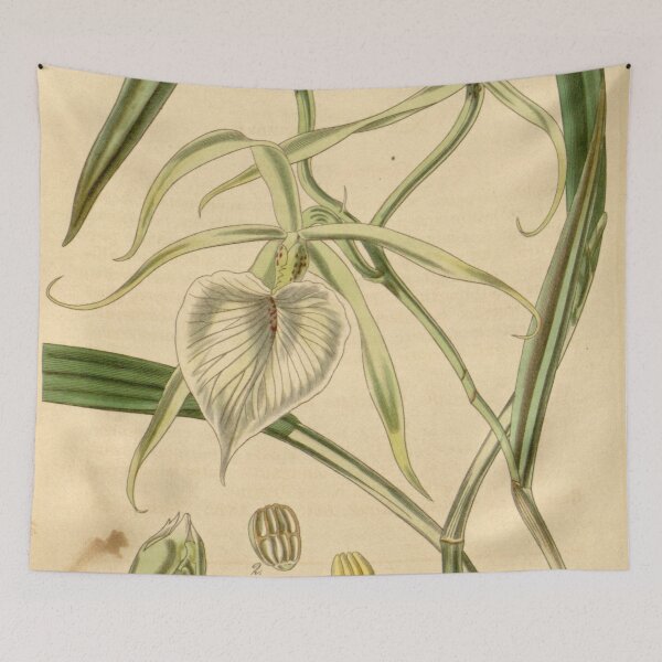 Item preview, Brassavola venosa Curtis' 69 (N.S. 16) pl. 4021 (1843) designed and sold by EsotericBotanic.
