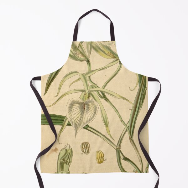 Item preview, Brassavola venosa Curtis' 69 (N.S. 16) pl. 4021 (1843) designed and sold by EsotericBotanic.