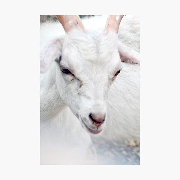 Ninny, Nanny Nancy Goat Photographic Print