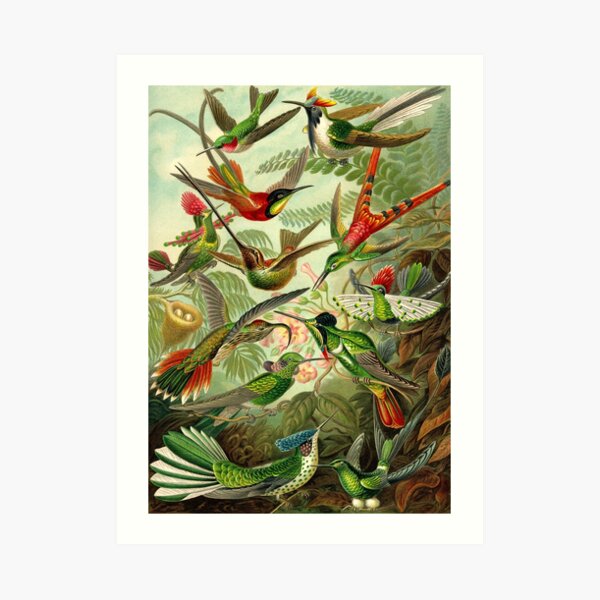 Colibri - Ernst Haeckel Kunstdruck
