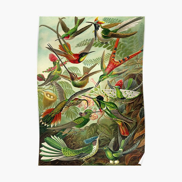 Colibri - Ernst Haeckel Poster