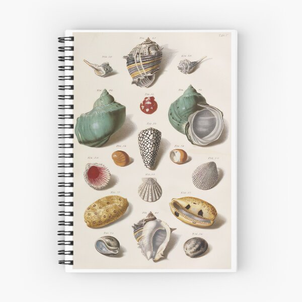 Item preview, Ilustración de conchas designed and sold by click4collage.