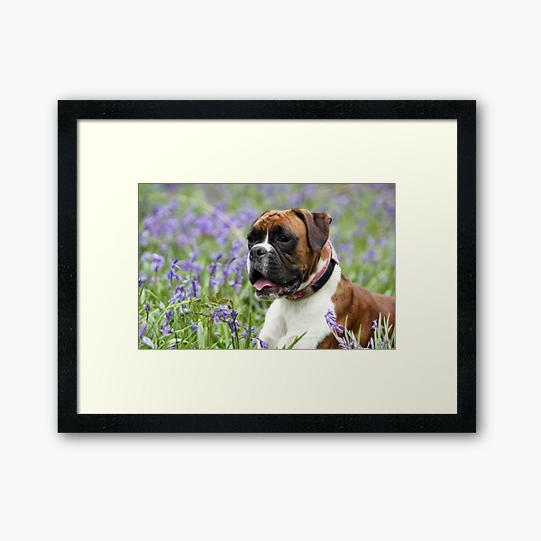 Red brindle boxer dog Framed Art Print